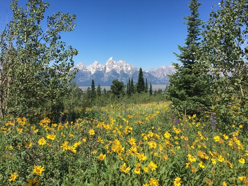 The Teton Range in Bloom.