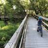 This is a boardwalk area over the spring creek that allows you to view wildlife in a marshy environment.