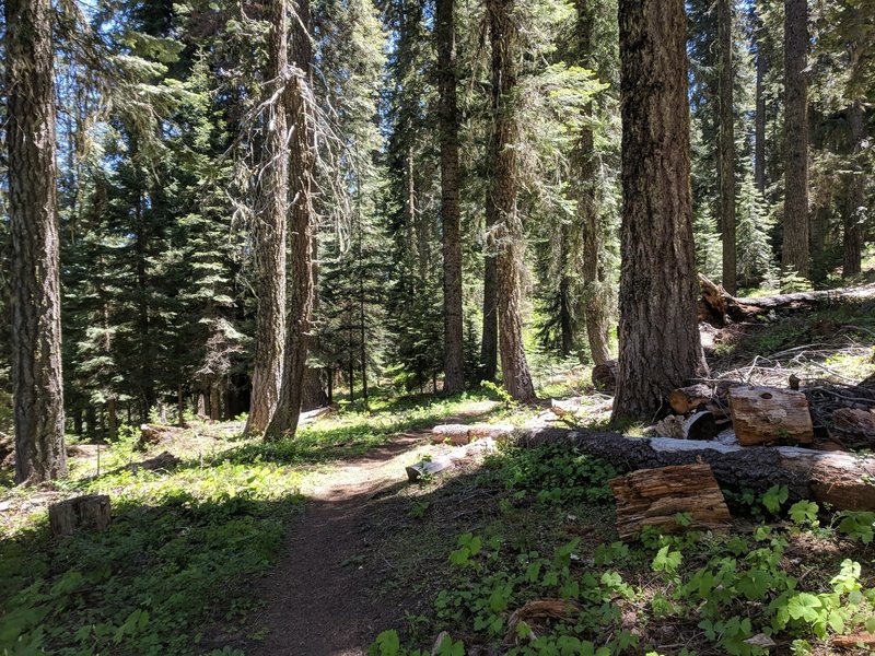 Ride through old growth, Sturgis Fork trail.