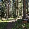 Ride through old growth, Sturgis Fork trail.