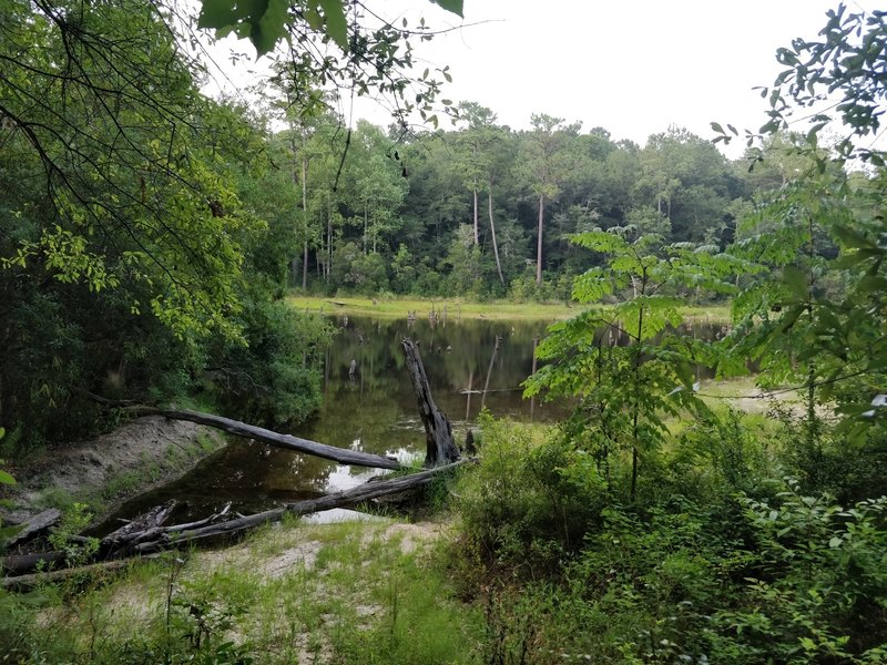 Overlook of the marsh next to the trail.