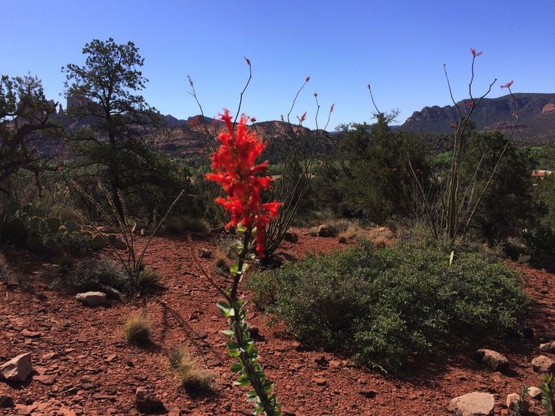 Desert flowers in full bloom