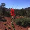 Desert flowers in full bloom