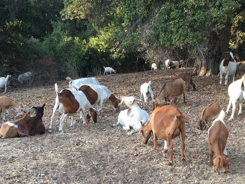 Goats at work.