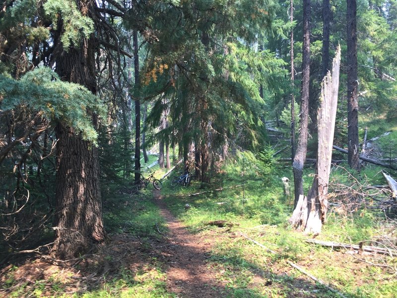 Singletracks through old growth forest