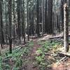 North Umpqua Trail as part of the Lake Lemola Loop