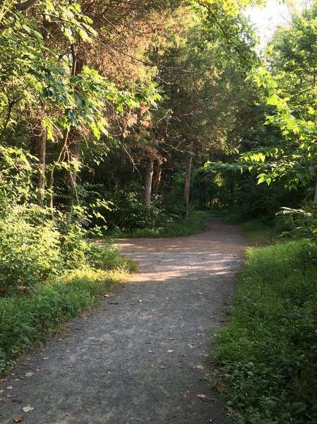 Typical trail surface for this trail