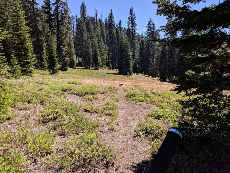 Dry meadow transit typical of southern Oregon ridgetops. First opening on the way to Horse Springs via the Boundary Trail.