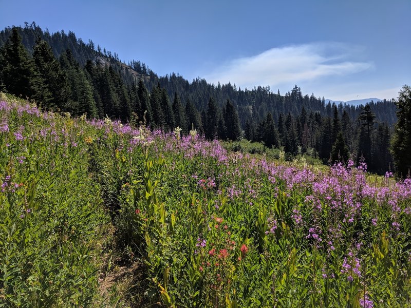 Boundary Trail continues past Horse Springs.