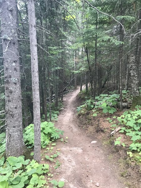 Lutsen singletrack.