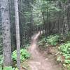 Lutsen singletrack.