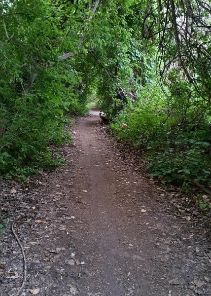 Some of the thicker vegetation along the trail. trail surface is packed dirt and very smooth.