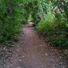 Some of the thicker vegetation along the trail. trail surface is packed dirt and very smooth.