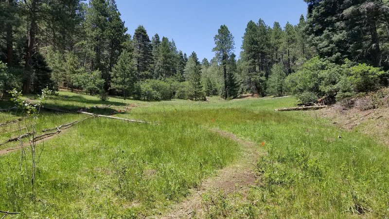 One of several open meadows... smooth riding here