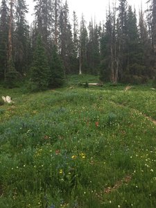 Flowers everywhere just below treeline