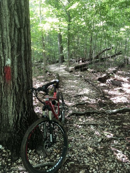 Singletrack on the ridge before you descend to get to the loop under the power lines.