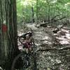 Singletrack on the ridge before you descend to get to the loop under the power lines.