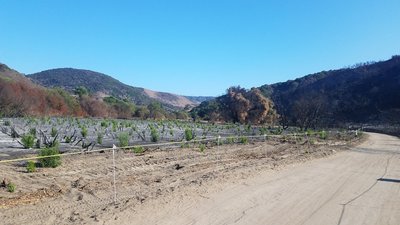 Greenshoots after the fire