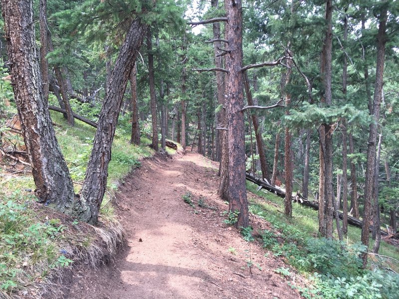 Black Bear trail singletrack