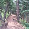Black Bear trail singletrack