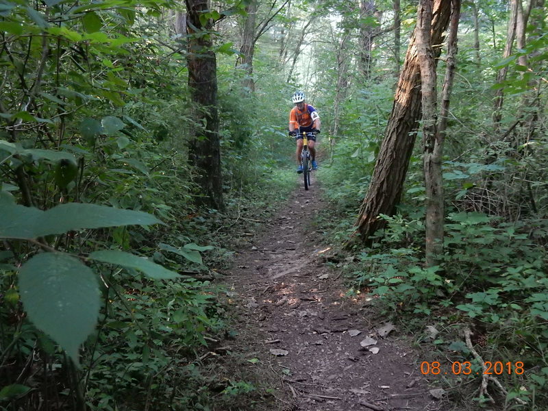 90% of the singletrack runs through the tree canopy of a mature forest.  This short section runs throught the pines.