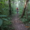 90% of the singletrack runs through the tree canopy of a mature forest.  This short section runs throught the pines.