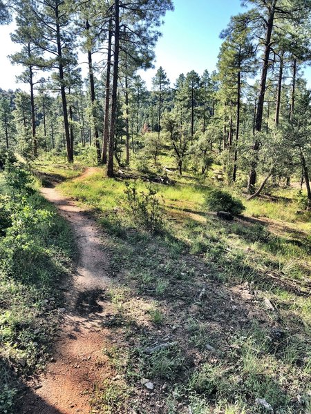 Heading towards Javelina Trail