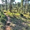 Heading towards Javelina Trail