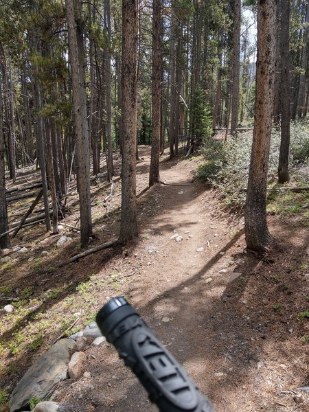 forested section that is flowy when coming down