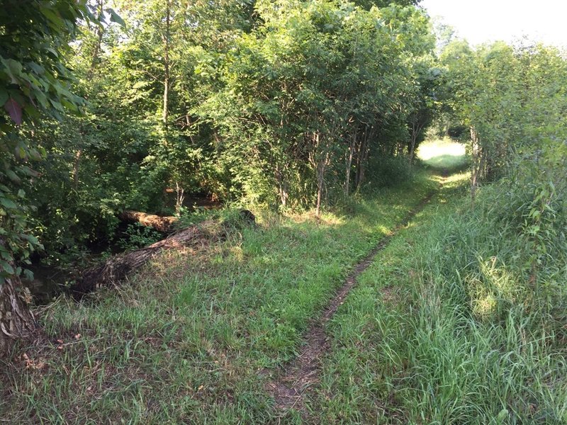 This section of the easy trail runs along a small creek. The singletrack at this point is hard packed.