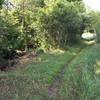 This section of the easy trail runs along a small creek. The singletrack at this point is hard packed.