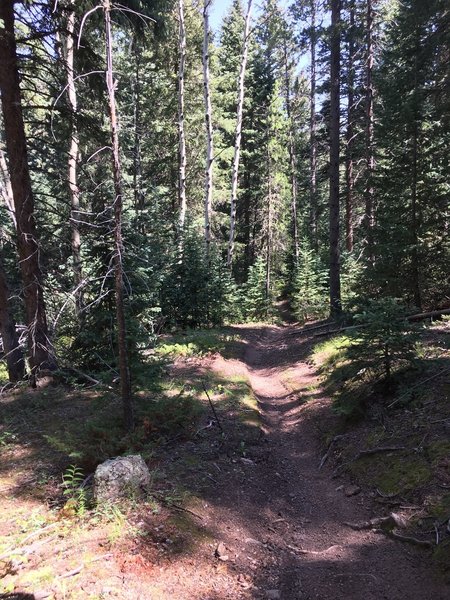 Singletrack descent