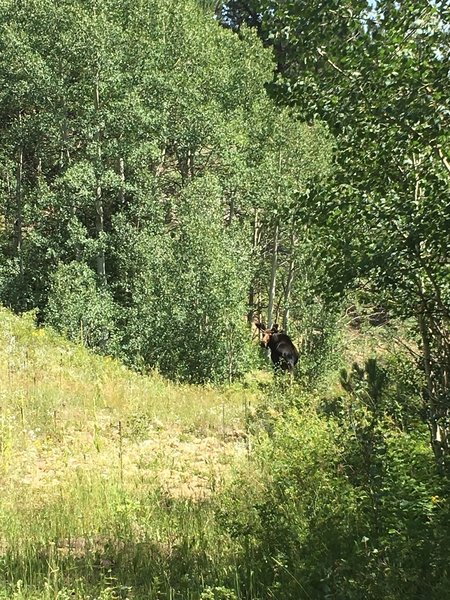 Bull Moose on the trail!