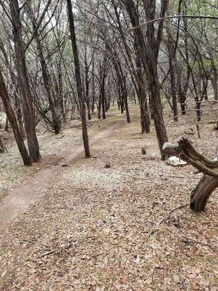 Nice smooth covered section of the trail towards the start.