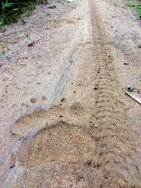 The appropriately named Bear Branch Trail