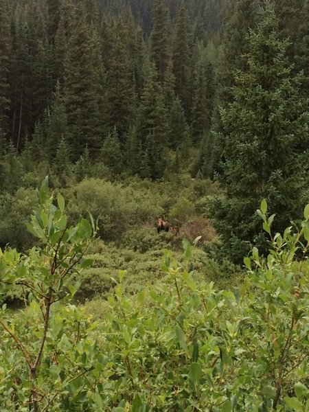 Moose mother and her calf