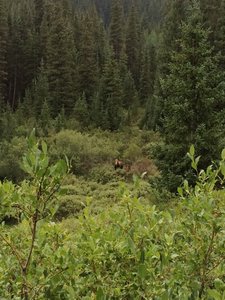 Moose mother and her calf