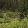 Moose mother and her calf