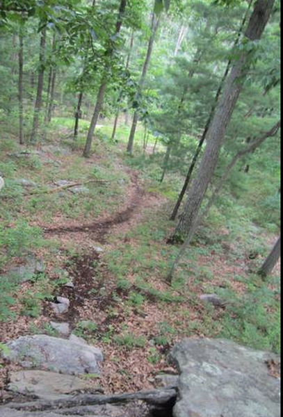 SingleTrack in Michaux