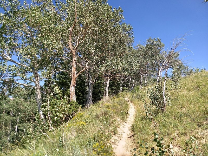 bottom of the aspen zone