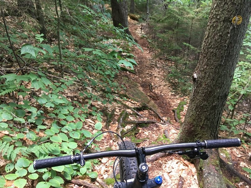 Tight, root-filled singletrack on the North section of Nick's Lake near the campgrounds.