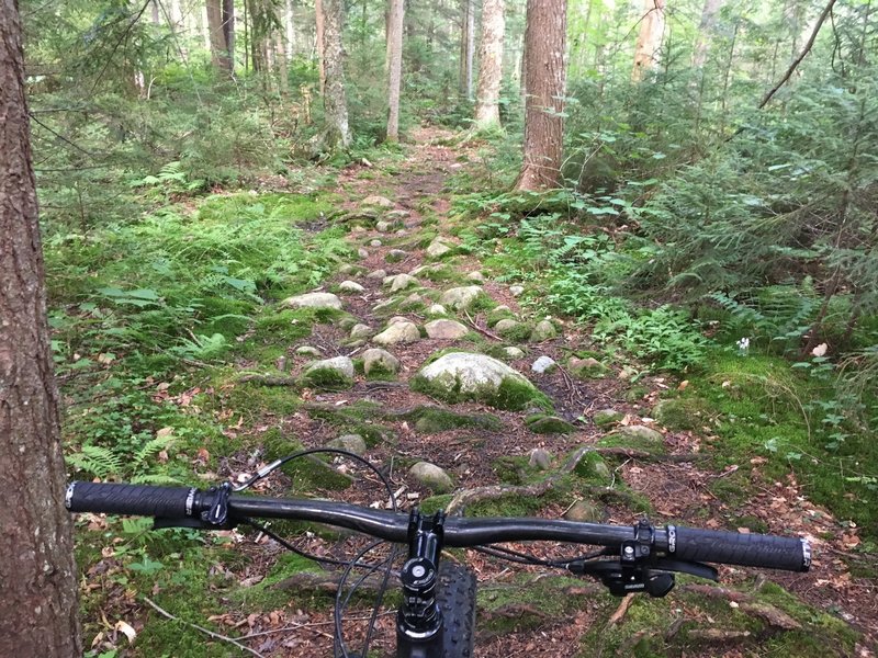 Rocky and root-filled section not far from the Nick's Lake beach area.