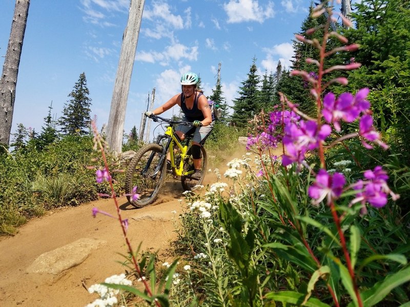 Moon dust and fireweed season on upper 140.