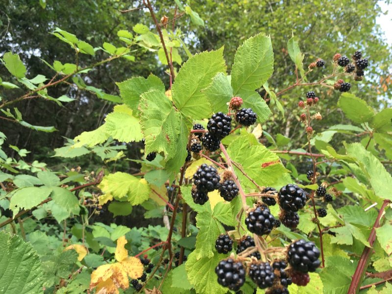 Blackberries are in season. Great time to ride and snack!