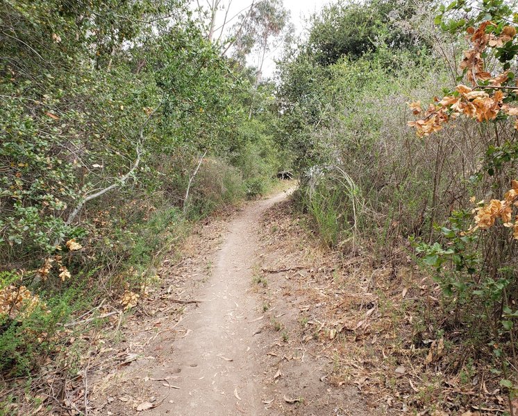 Downhill singletrack under the trees on the Anna Jean Loop Trail.