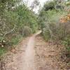 Downhill singletrack under the trees on the Anna Jean Loop Trail.