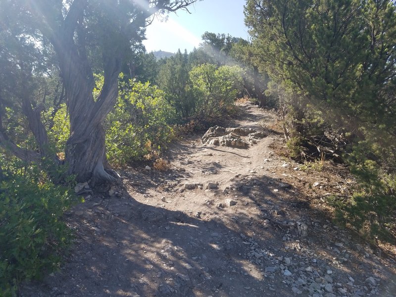 Rocks on Boy Scout