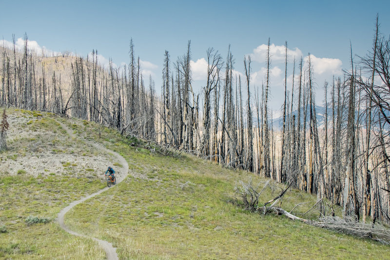 Flowy singletrack coming down Adam's Rib