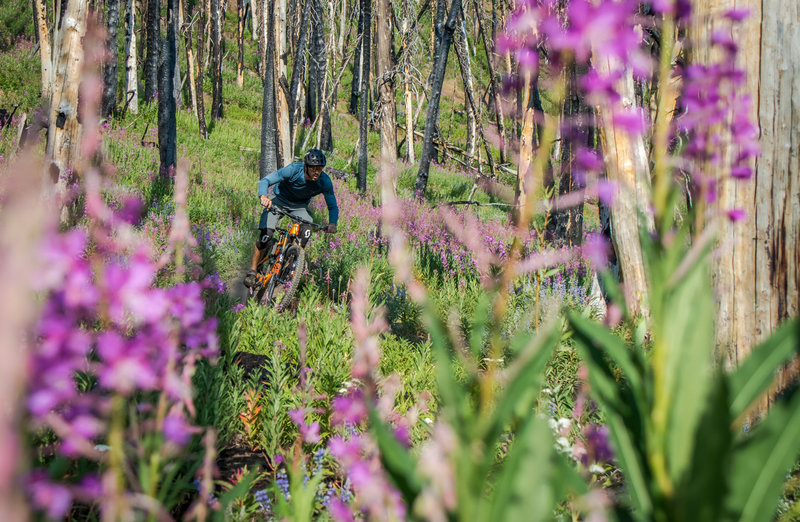 Summertime wildflowers on Osberg Ridge... so awesome!