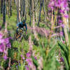 Summertime wildflowers on Osberg Ridge... so awesome!